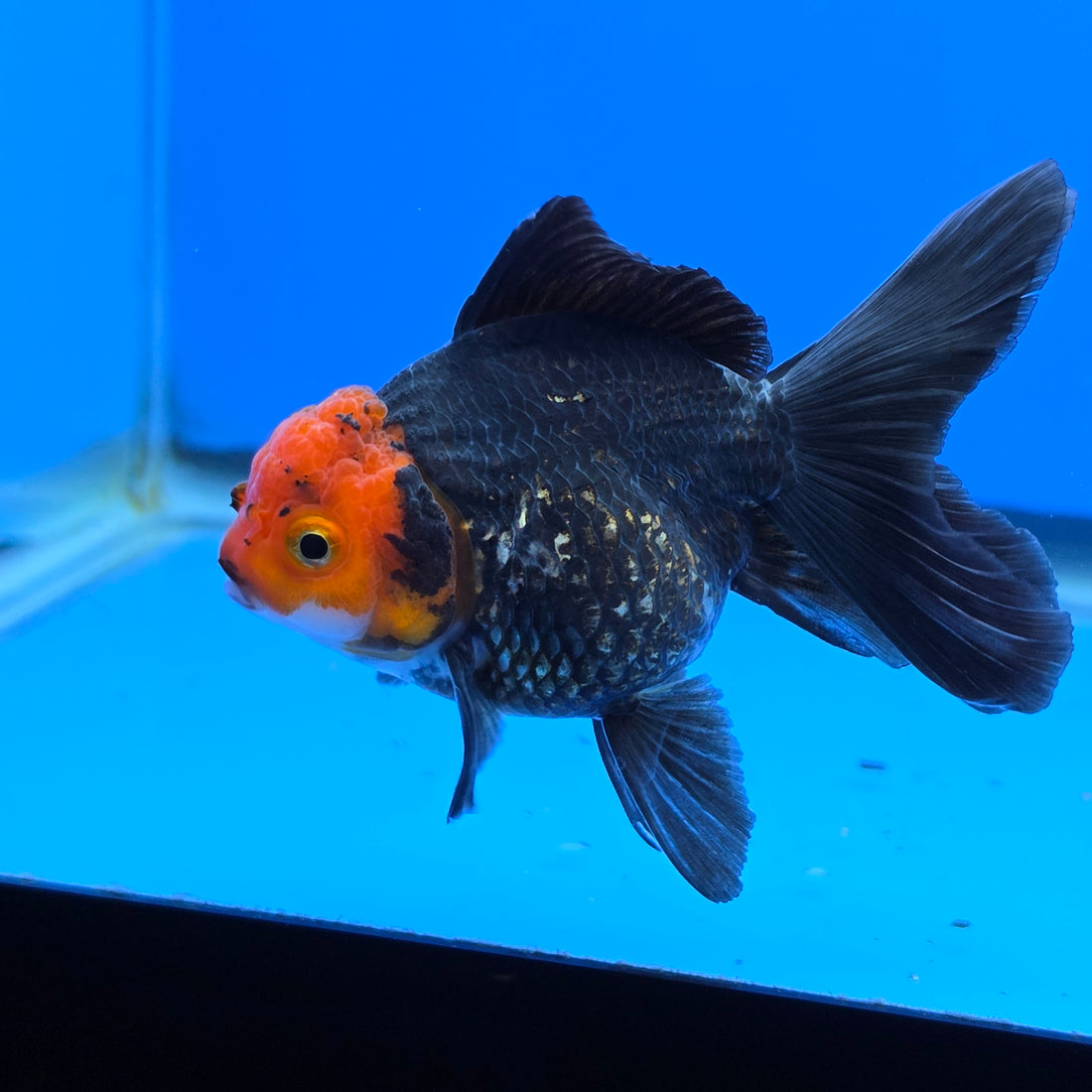 Thai Oranda Red Cap Black 2.75" Body Female (FEB-743)R2B01