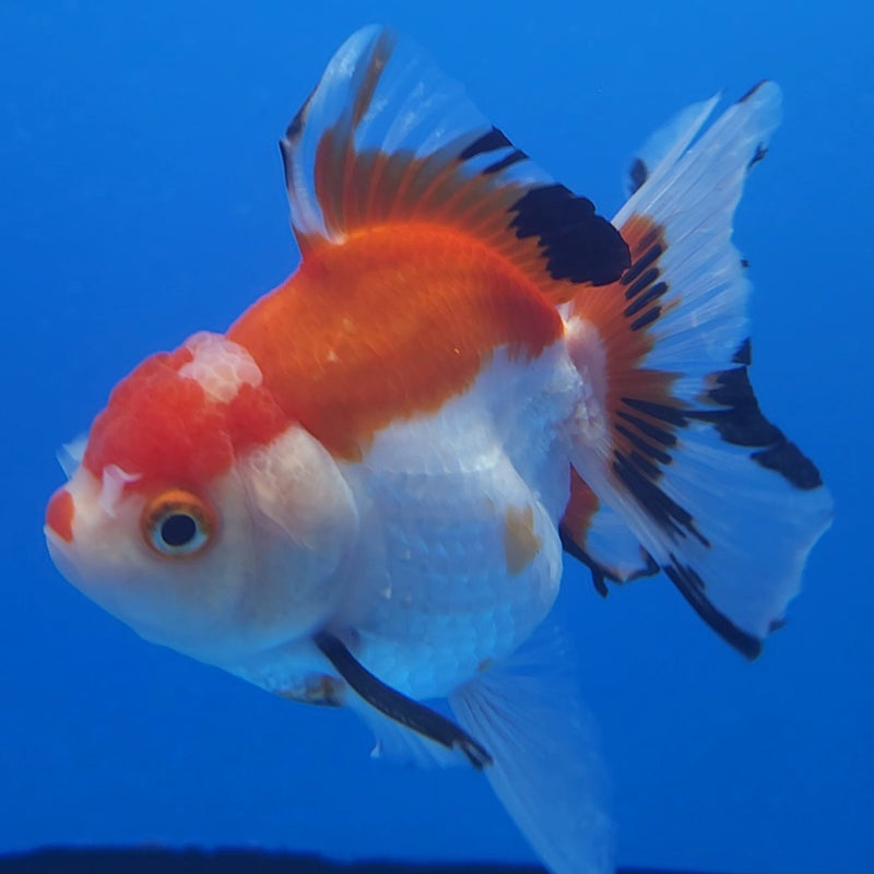 Thai Tri-Color 3in Male (FEB-209)R3A05