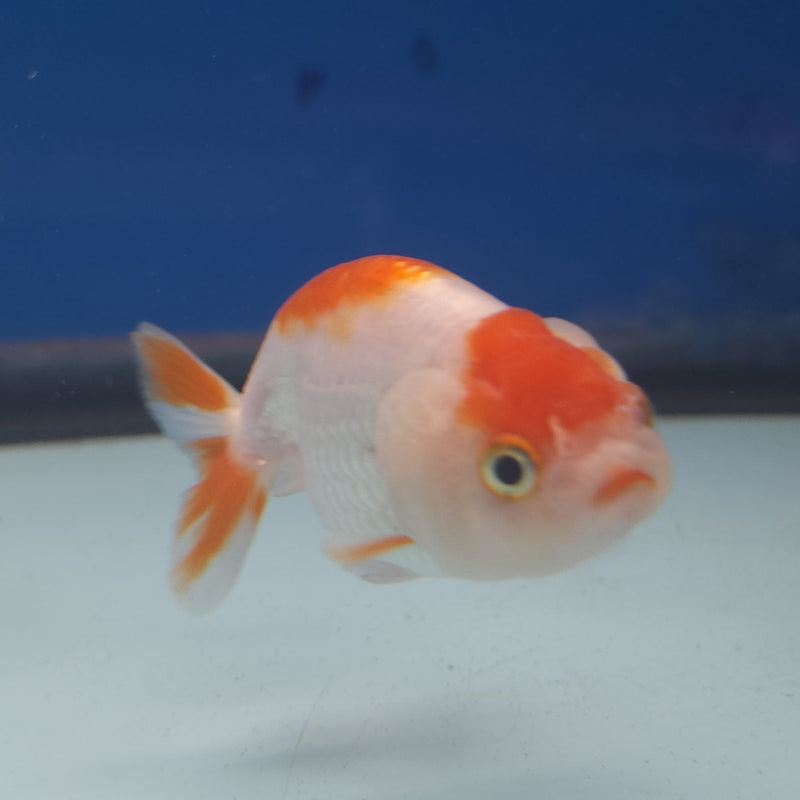 Chinese Ranchu Red & White 2in Female (FEB-331)R3B16