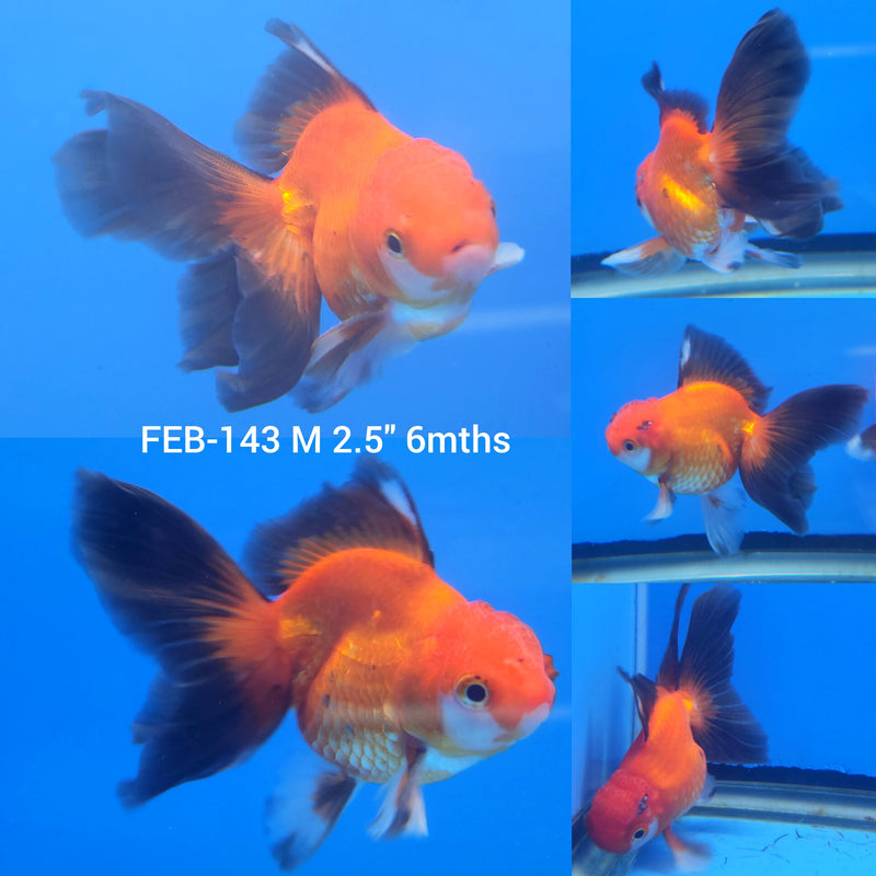 Thai Apache Oranda 2.5” Body Male (FEB-143)R3B21