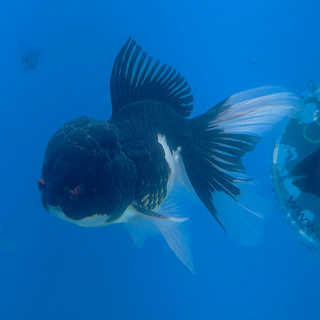 Thai Oranda Panda 3.5” Male(FEB-709)R1A07