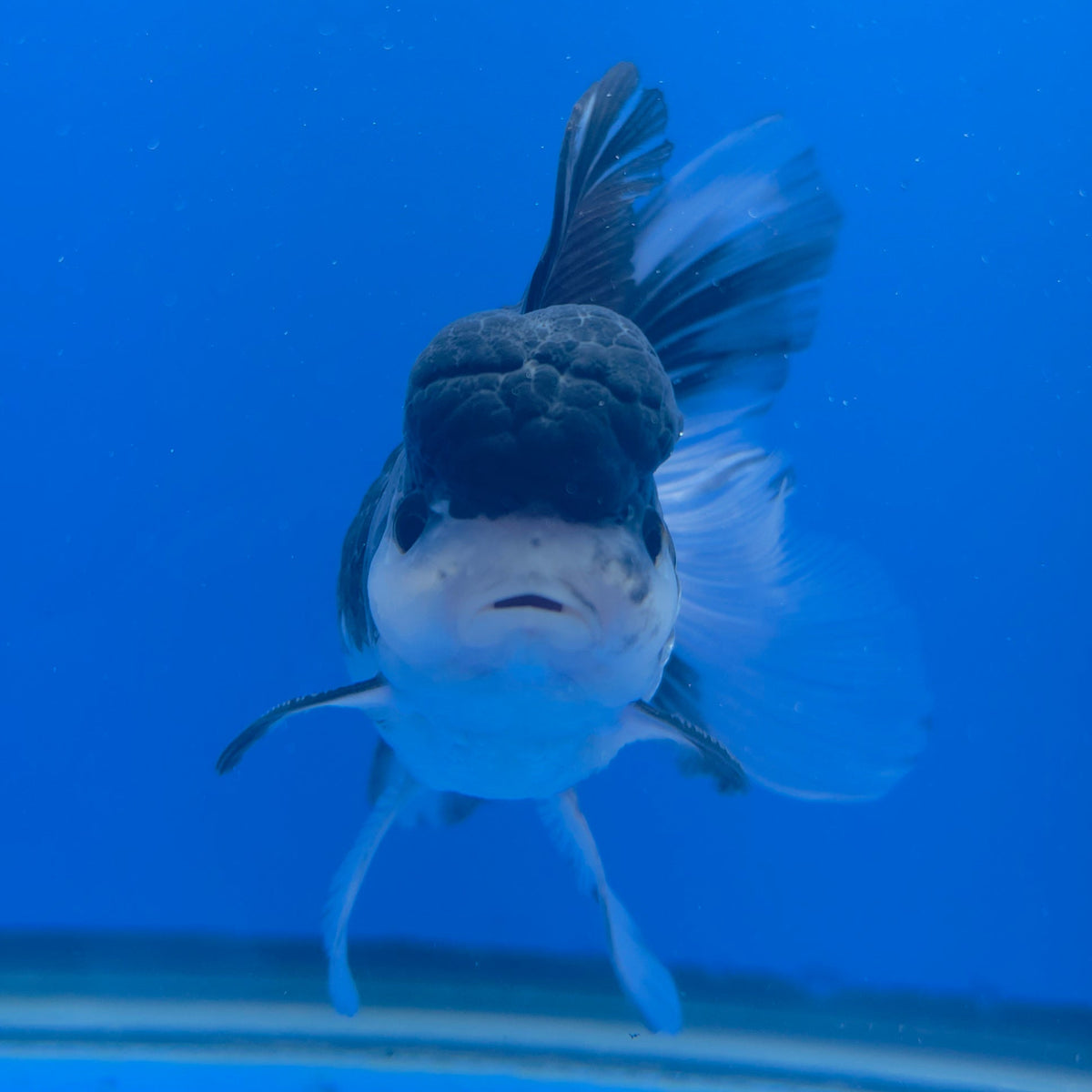 Thai Oranda Panda 3.00" Body Male (FEB-753)R2B07
