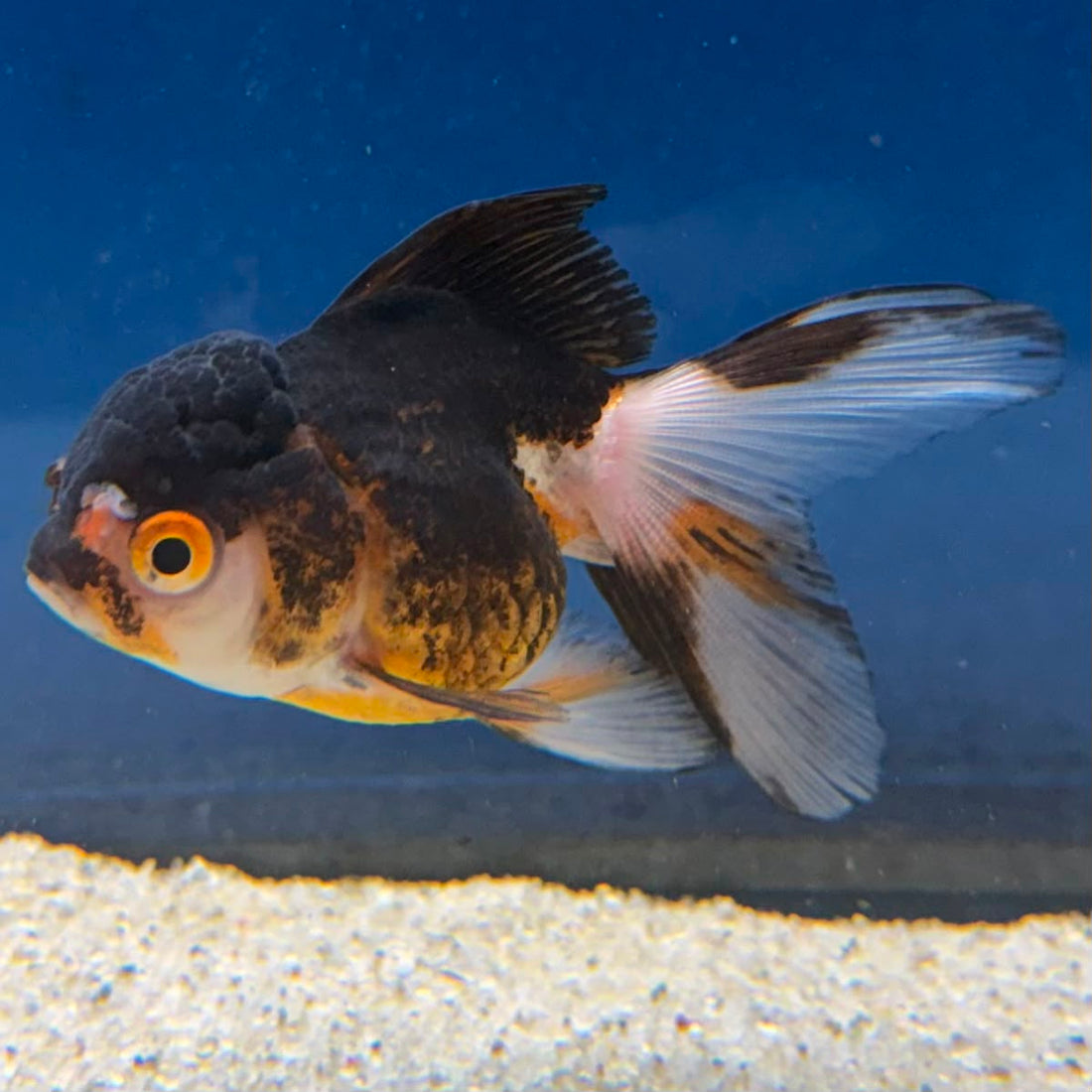 Thai Oranda Panda Tri-Color 2" Female (FEB-491)