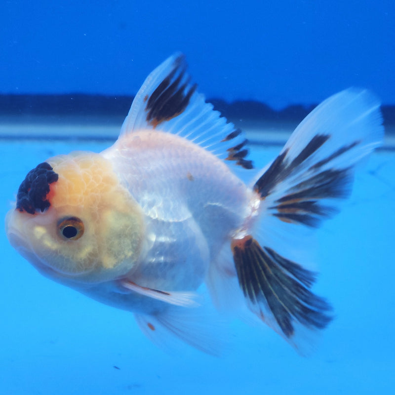 Thai Oranda Black Tancho Panda 2.5” Female (FEB-363)R3B20