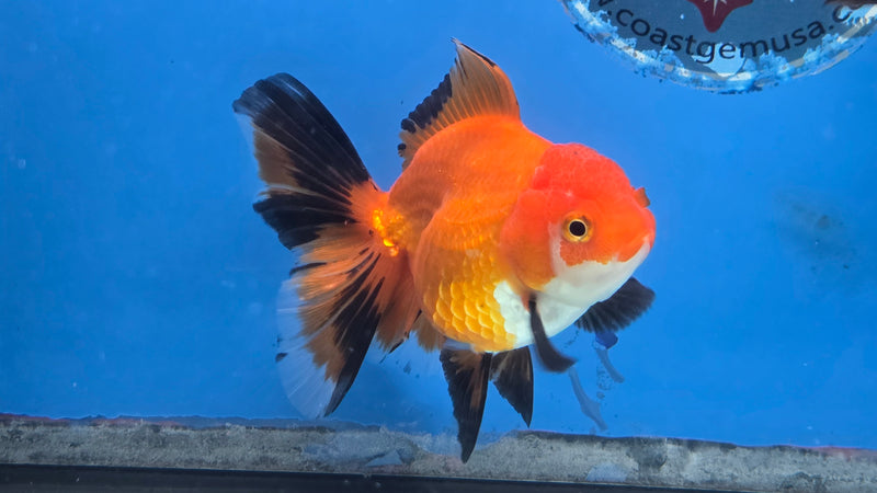 Thai Apache Oranda Orchid Tail 2.50 inch Body Female Medium Breed (NNN-3027)R3B22