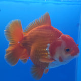 Thai Jumbo Oranda Red & White 4in Female (FEB-232)R2A13