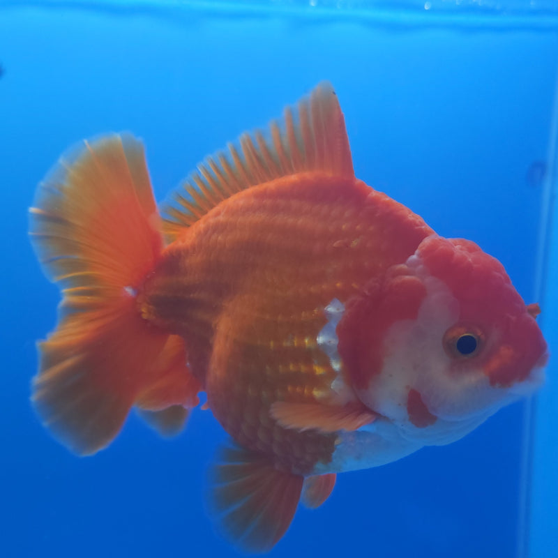 Thai Jumbo Oranda Red & White 4in Female (FEB-232)BLUETUB1