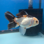 Thai Oranda Tri-Color 2.5” Female(FEB-681)R3B01