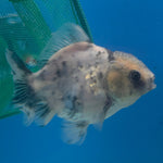 Thai Oranda Panda Silver 2.5” Female(FEB-700)R3B13