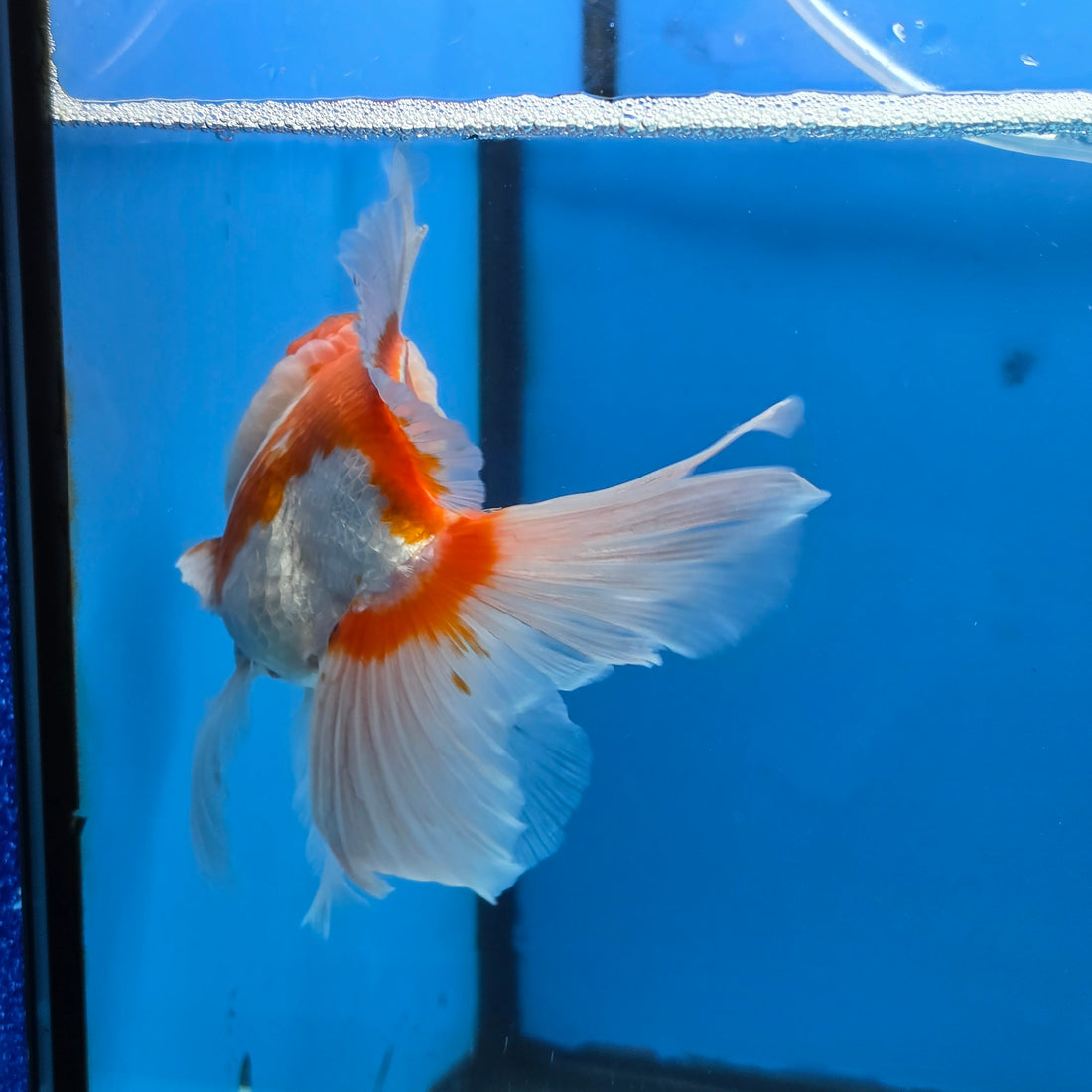 Thai Oranda Lemon Head Red and White 4" Body male 9mths(FEB-576)R2A02