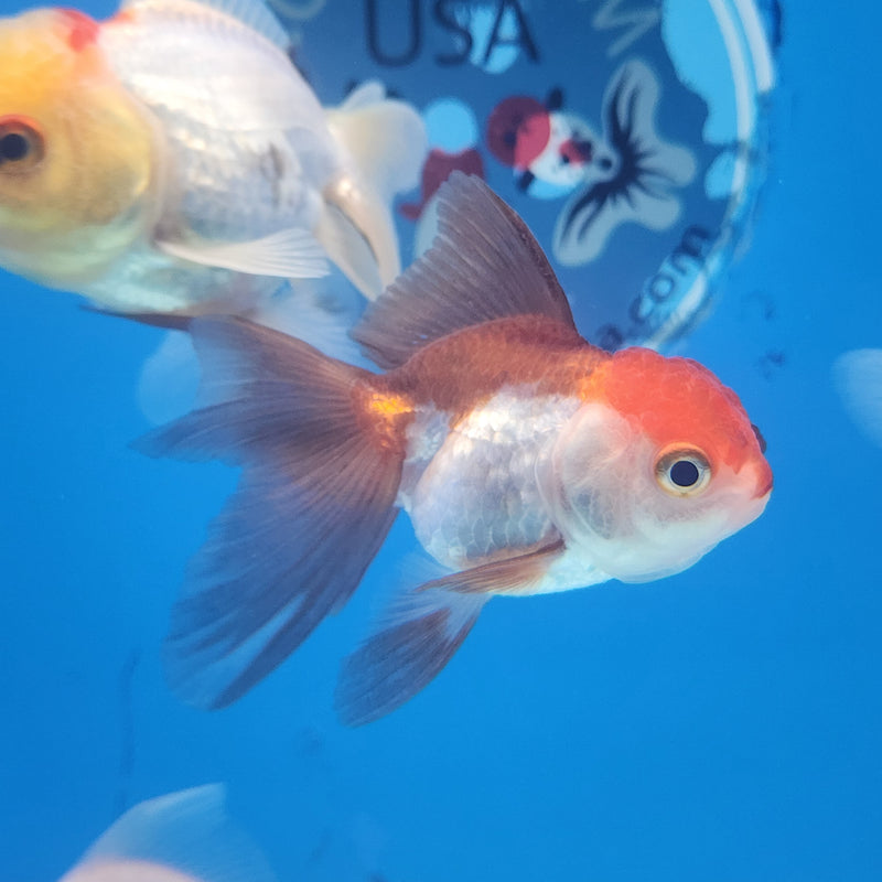 Thai Oranda Panda Red Cap 2” Body Female (FEB-174)R3A08