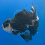 Thai Oranda Panda 3.0" Body Male (FEB-860)