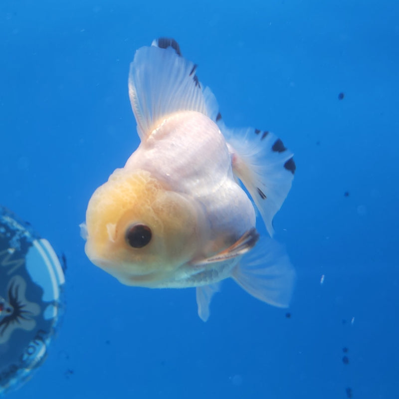 Thai Oranda Lemonhead Panda 3” Female (FEB-250)R3B04