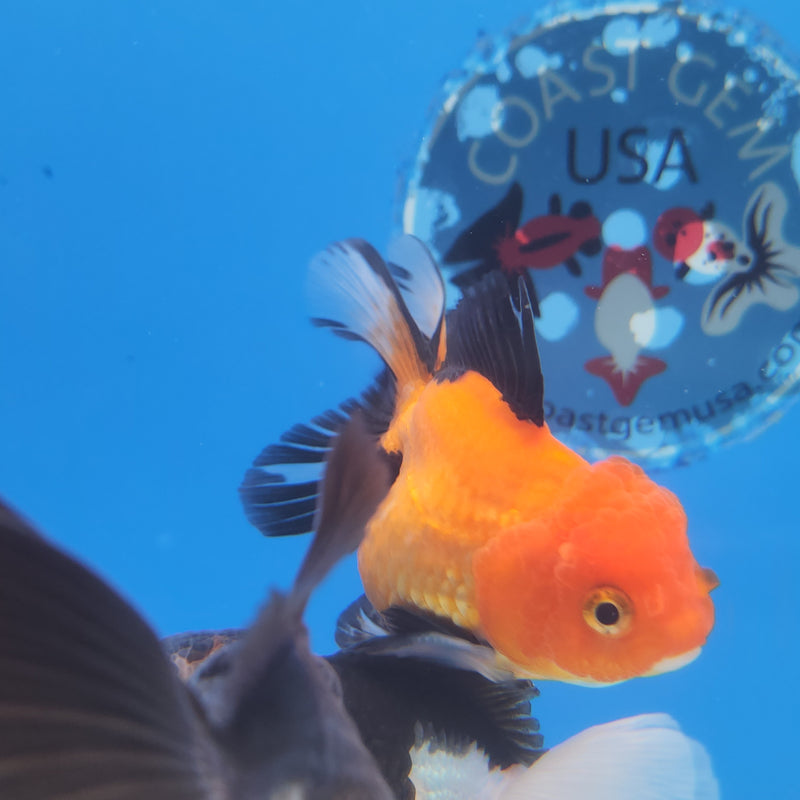 Thai Oranda Apache-Tri 2.5 F (FEB-182)R3A07