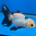 Thai Oranda Lemon Head Panda Jumbo Breed 2.8" Body Female 6mths(FEB-542)