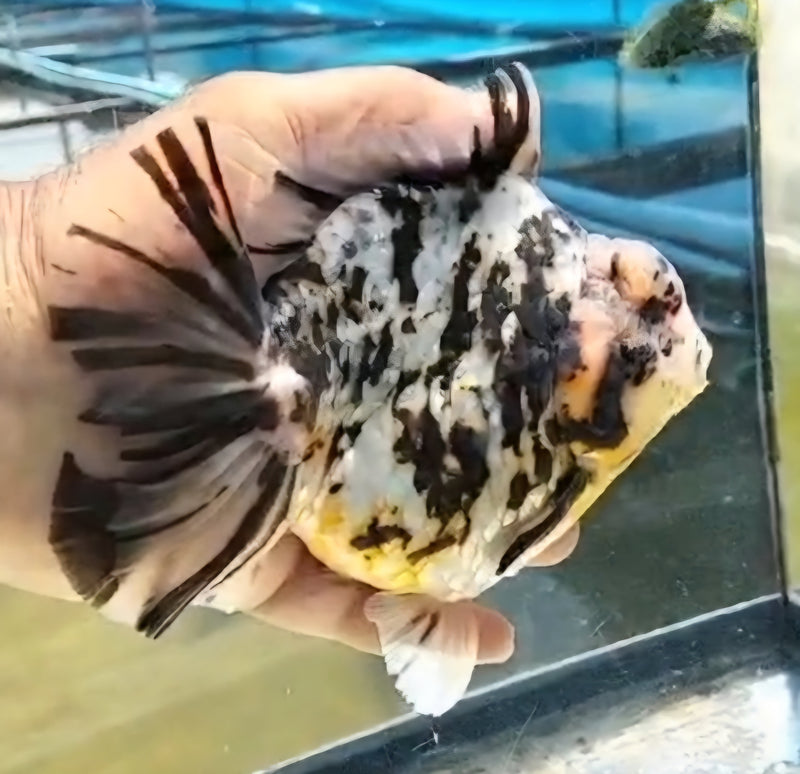 Thai Jumbo Super White Tiger Orchid Tail Oranda by NK THAILAND 5.00 inch Body (NKT-JO2049)