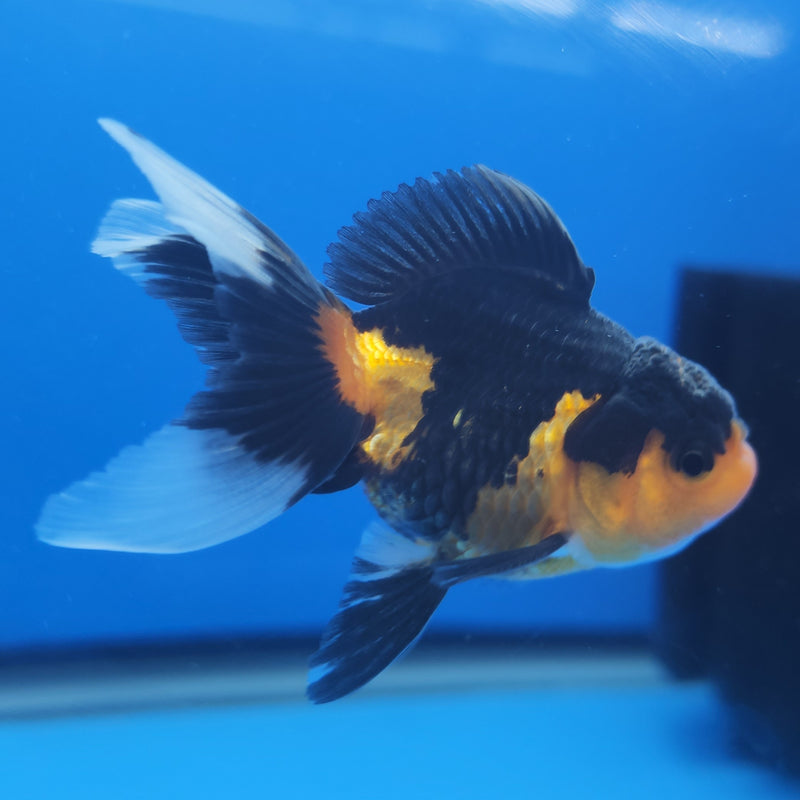 Thai Oranda Apache Tri-Color 2.5in Female (FEB-202)R3B06