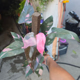 6 inch pot - Pink Princess Philodendron Live Plant indoor - Get similar big plant