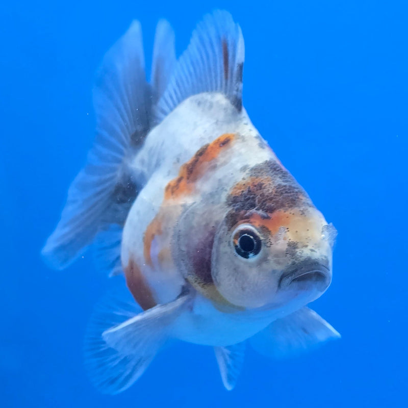 Thai Shogun Calico Oranda 2.5" Body Male A+ Grade(CK-608)R3A03