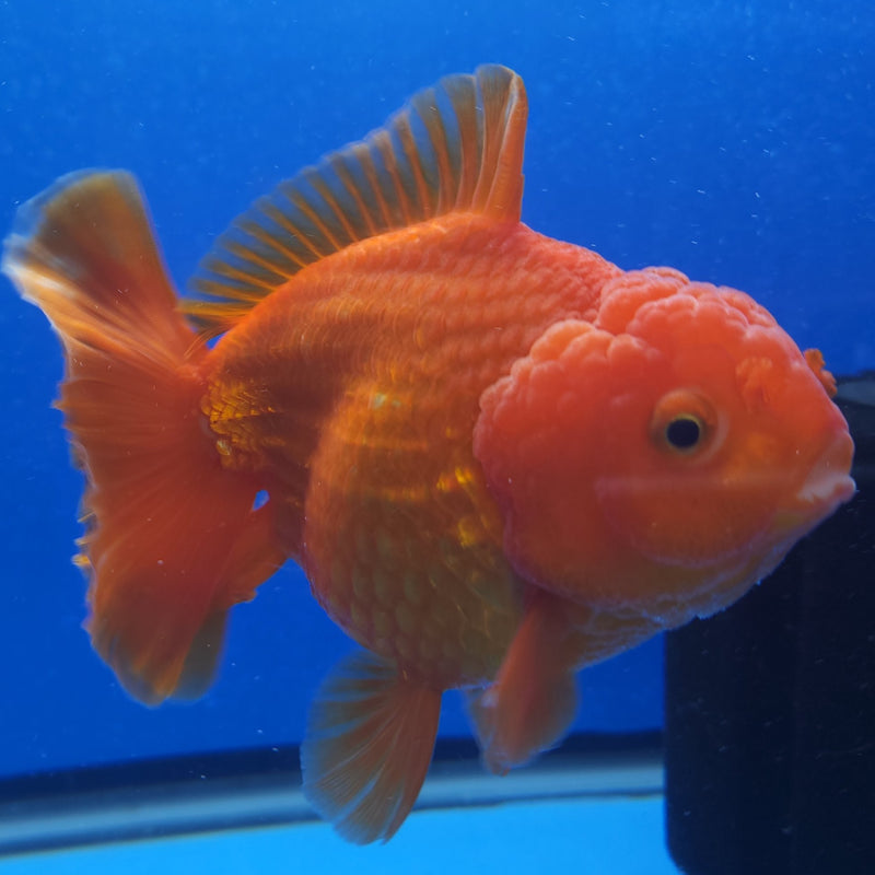 Thai Jumbo Oranda Red & White 5in Female (FEB-222)BLUETUB1