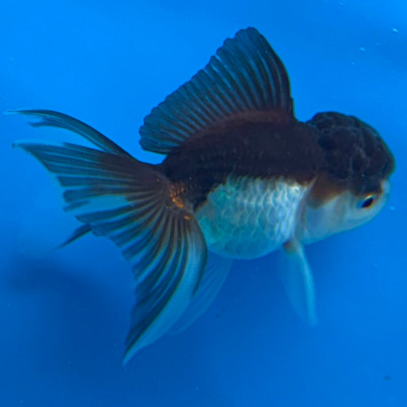 Thai Oranda Panda 2in Female (FEB-438)R3B19