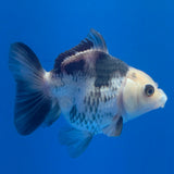 Thai Oranda Lemonhead Panda 3.00" Body Female (FEB-788)R1B03