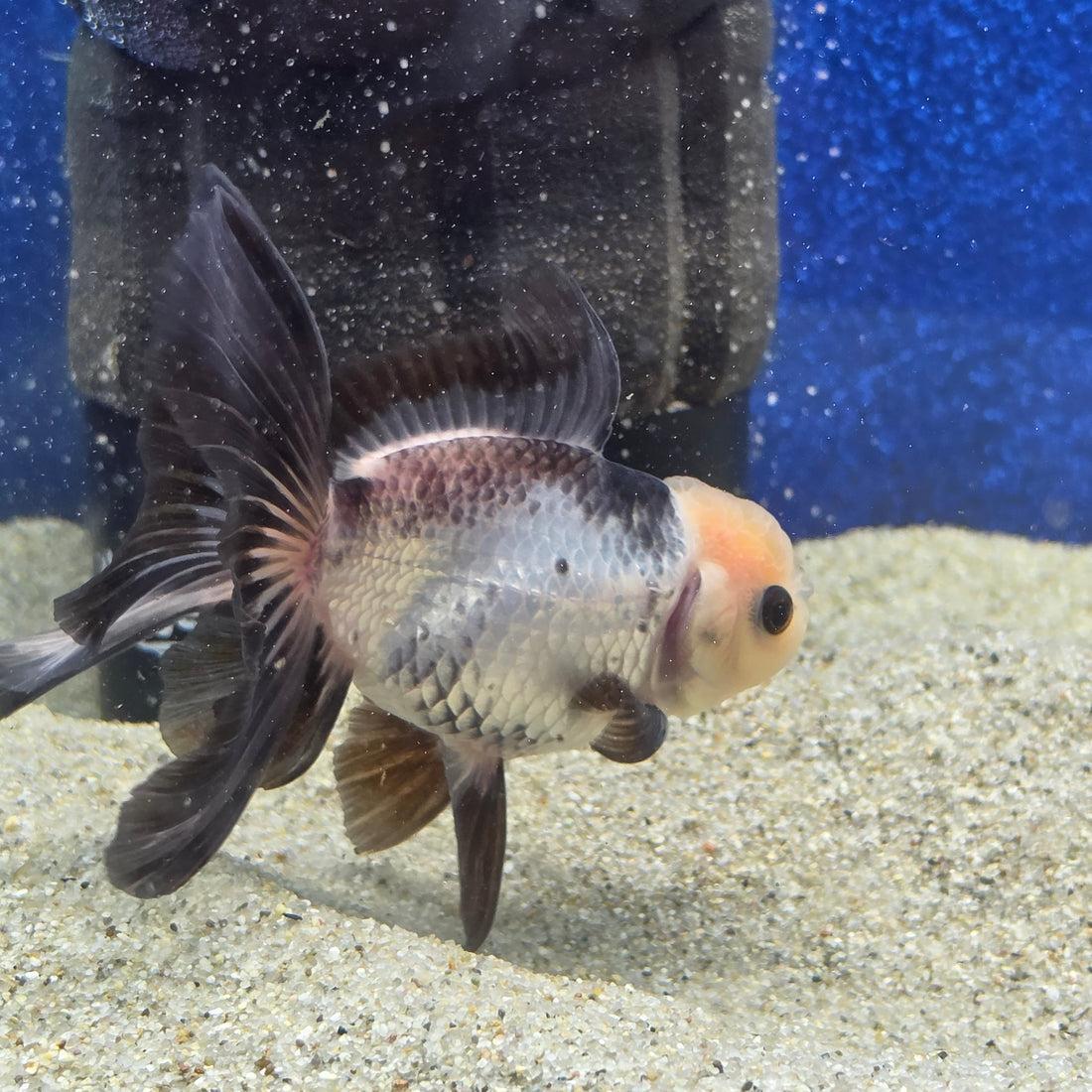 Thai Oranda Lemon head Panda 2.7” male(FEB-652)R3B21