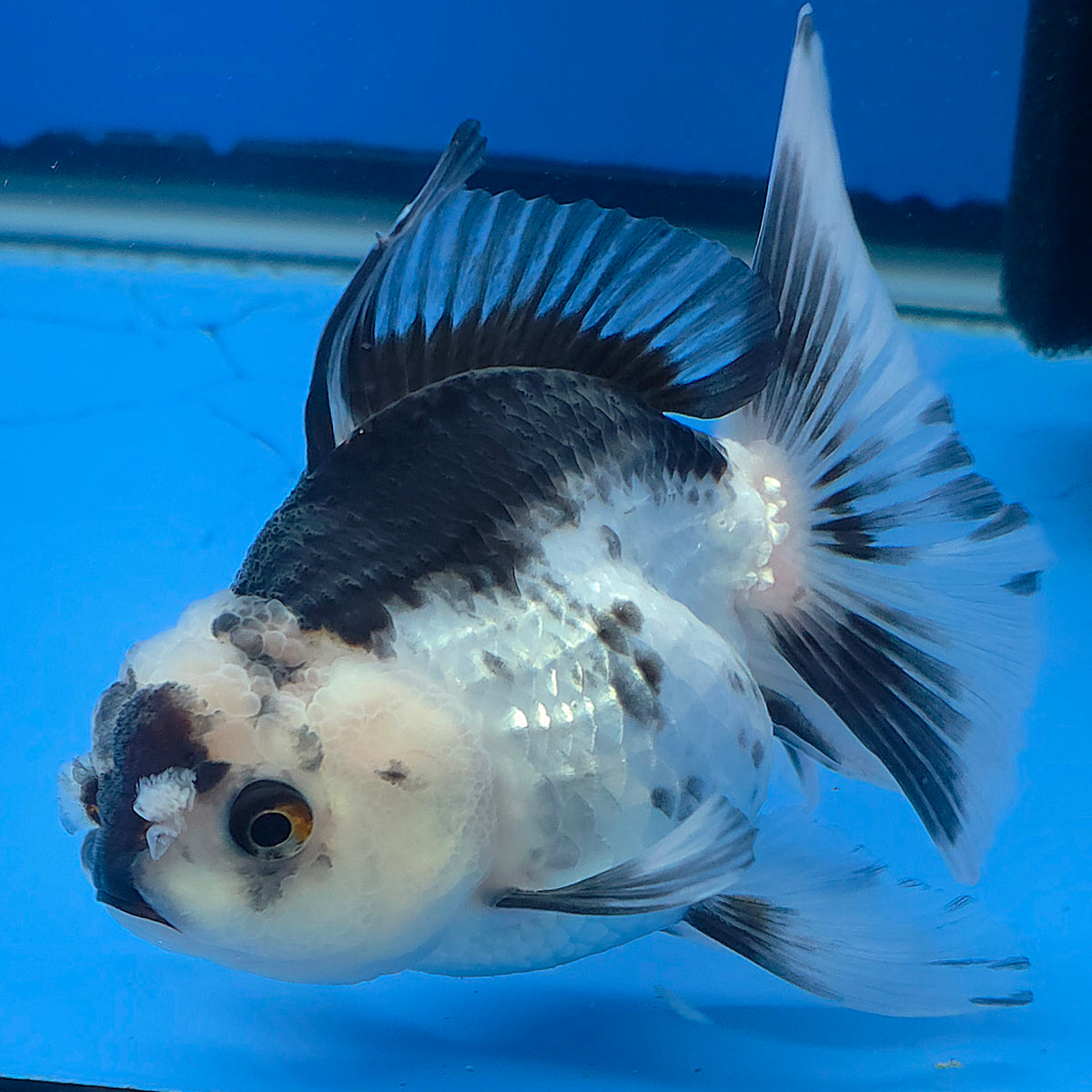 Thai Oranda Lemonhead Panda 3.00" Body Female (FEB-789)R1B03