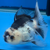 Thai Oranda Lemonhead Panda 3.00" Body Female (FEB-789)R1B03