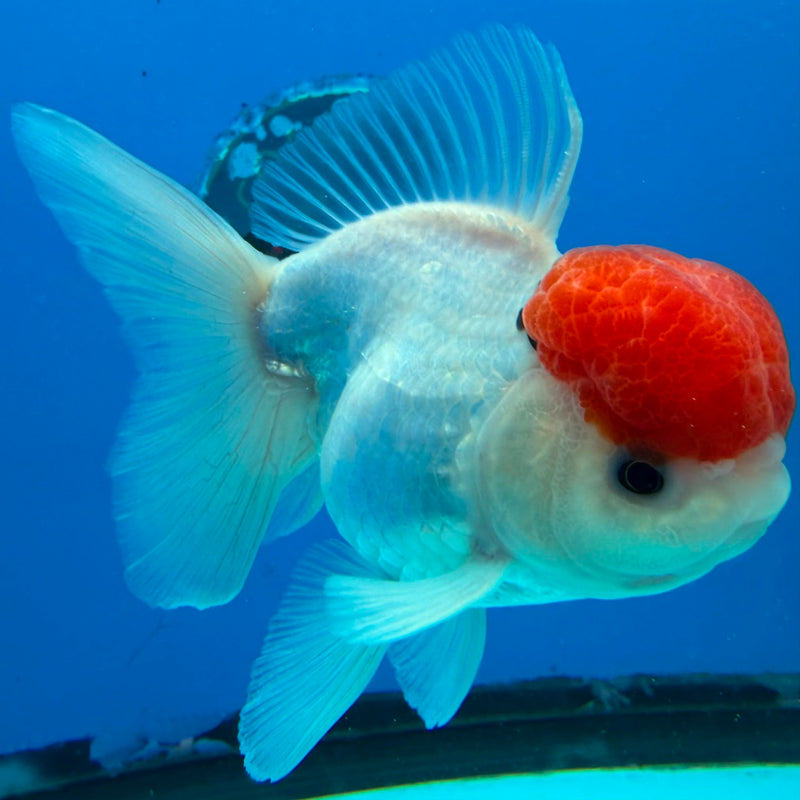 Thai Oranda White Body Red Cap 3.5" Female(FEB-431)R2B13