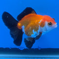 Thai Oranda Tri-Color 2.50" Body Male (FEB-740)R2B01