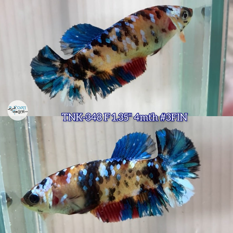 Live Female Betta Red Galaxy Koi Plakat (TNK-348) High quality what you see what you get!!