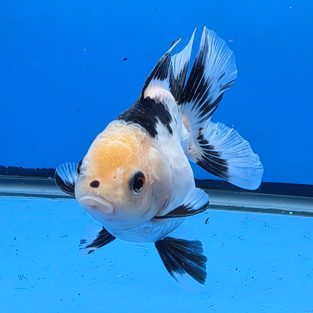 Thai Oranda Lemon Head Panda Jumbo Breed 2.8" Body Female 6mths(FEB-540)R3B21