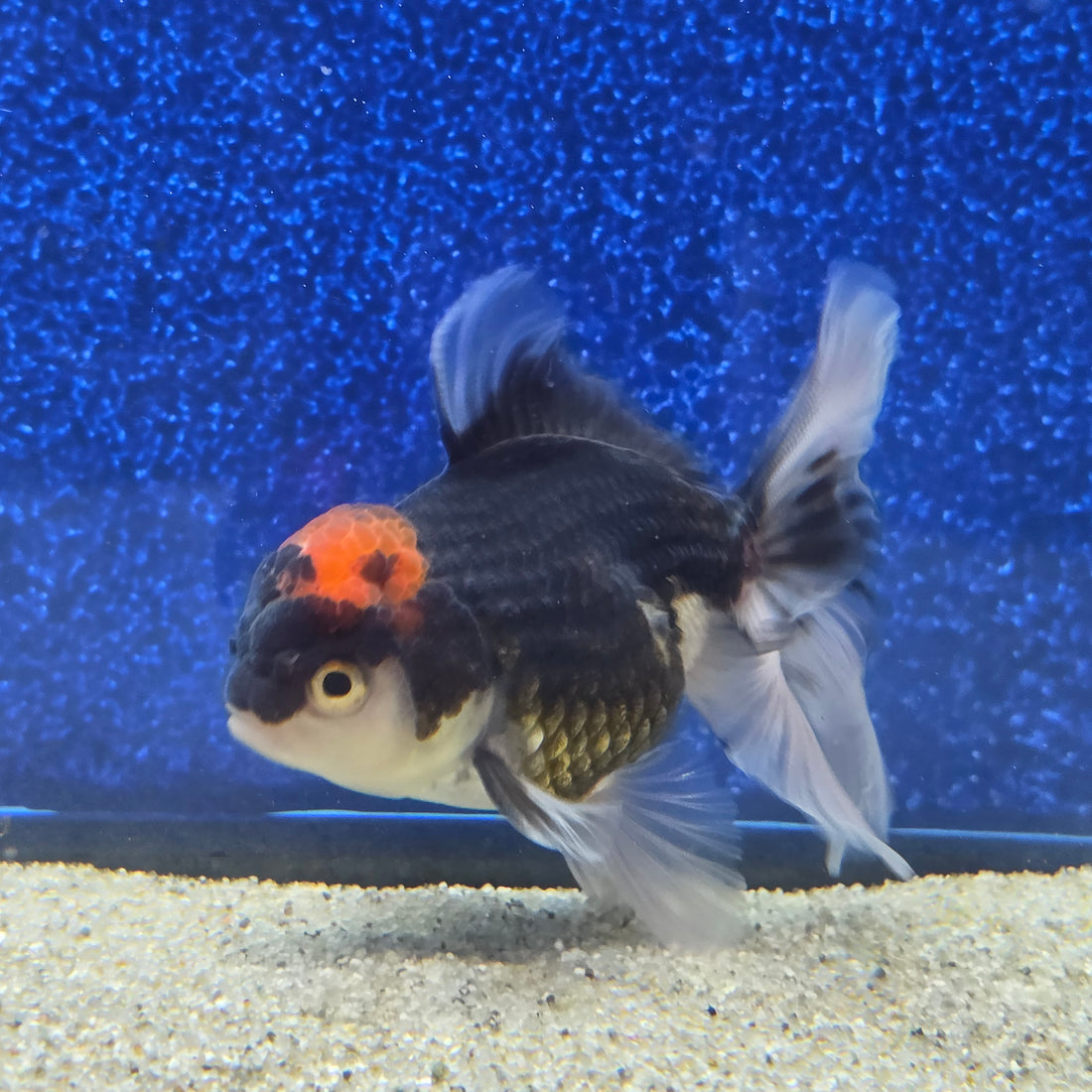Thai Oranda Red Cap Panda 2.5"male(FEB-656)R3B21