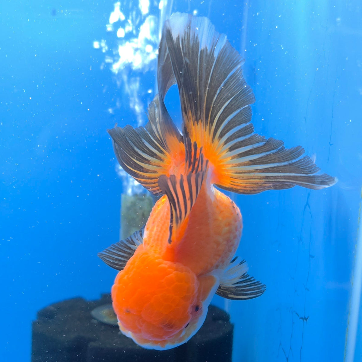 Thai Oranda Tri-Color Panda 3.5" Body Female (FEB-765)R2B07 (Copy)