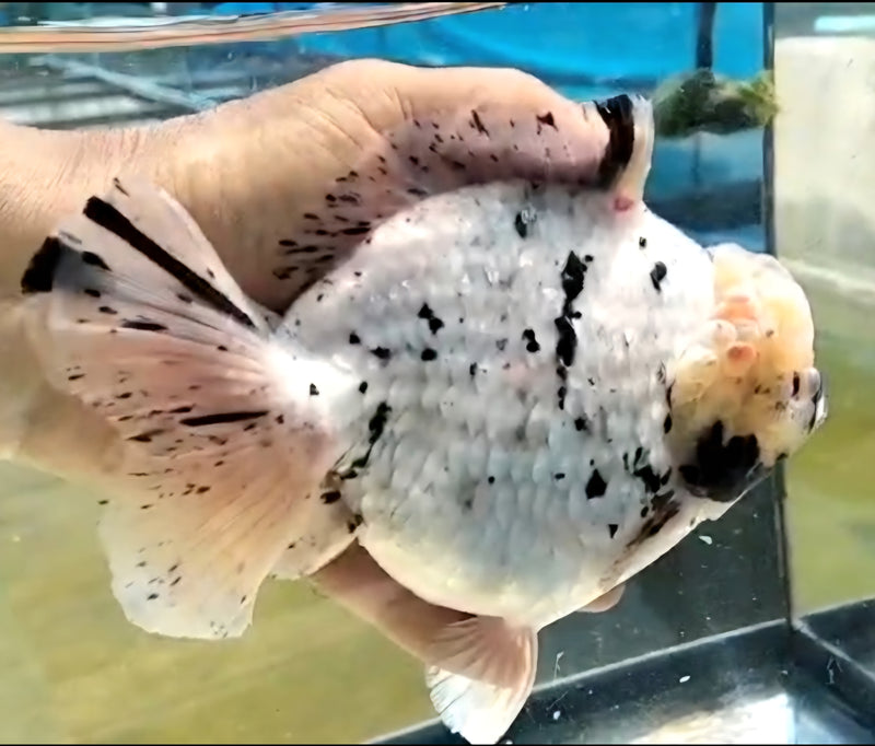 Thai Jumbo Lemon Head White Tiger Orchid Tail Oranda by NK THAILAND 5.00 inch Body (NKT-JO2055)