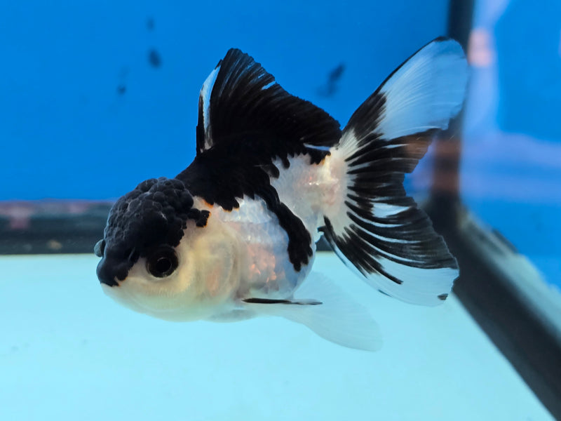 Thai Panda Oranda 2.50 inch Body Female (NNN-2074)R4B06