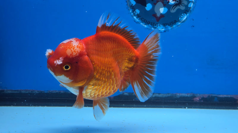 Thai Jumbo Red/White Oranda 4.50 inch Body Male Giant Breed (CRP-JO1081)BLUETUB2