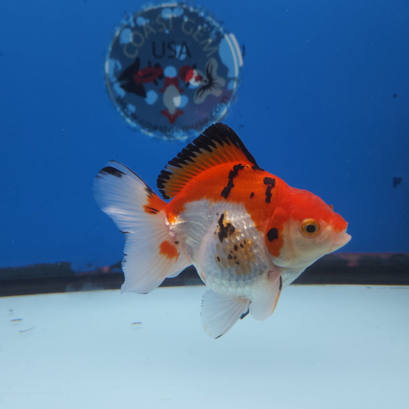Thai Oranda Tri-Color 3” Female (FEB-258)R3A04