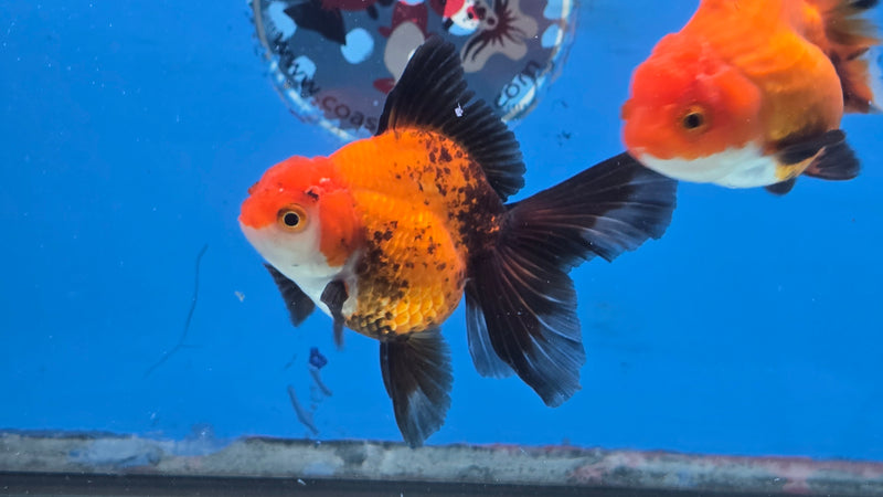 Thai Apache Oranda Orchid Tail 2.50 inch Body Male Medium Breed (NNN-3028)R3B22