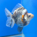 Competition Grade Calico Ryukin 3.25" Body Female(FEB-730)BLUETUBA