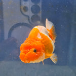 Thai Ranchu Red and White 4.00" Body Male (FEB-735)SHOWTANKB