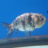 Thai Ranchu Granite 2.5in Female (FEB-339)R3A14