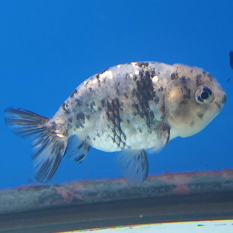 Thai Ranchu Granite 2.5in Female (FEB-339)R3A14