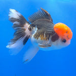 Thai Oranda Tri-Color 3.5” Female(FEB-719)R1B07