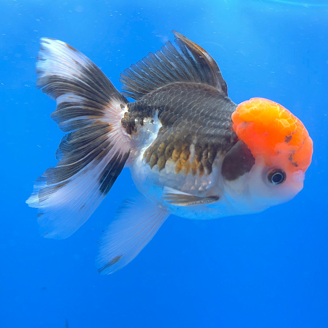 Thai Oranda Tri-Color 3.5” Female(FEB-719)R1B07
