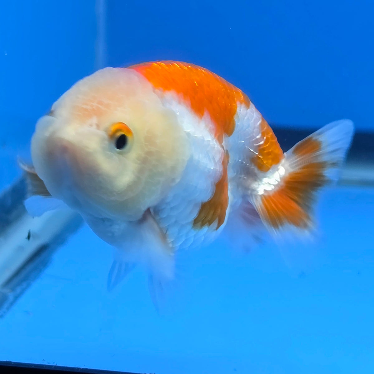 Thai Ranchu Red and White 2.50" Body Female (FEB-813)R2B05