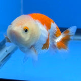Thai Ranchu Red and White 2.50" Body Female (FEB-813)R2B05