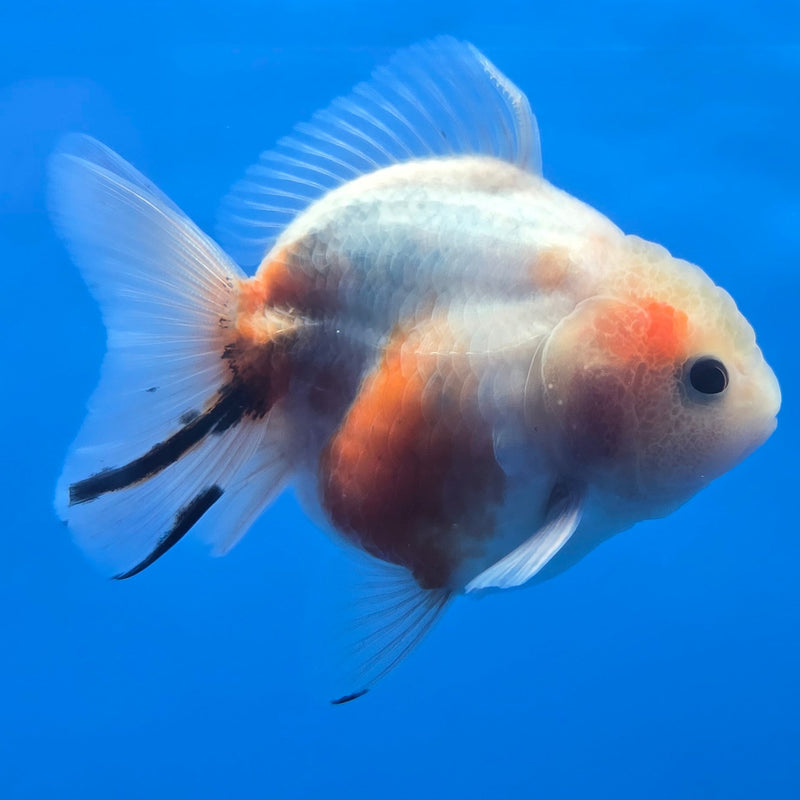 Thai Shogun Calico Oranda 2.5" Body Male A+ Grade(CK-609)R3A03