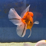 Thai Oranda Tiger Sakura 4.00" Body Male (FEB-734)SHOWTANKB